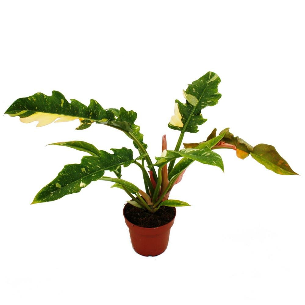  Philodendron Ring Of Fire Ami Des Arbres Insolite Pot 12cm