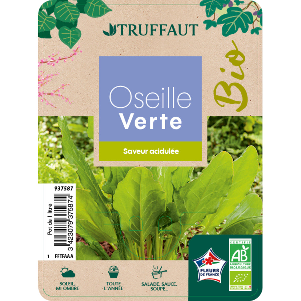  Plants D'oseille Verte AB : Pot De 1 Litre