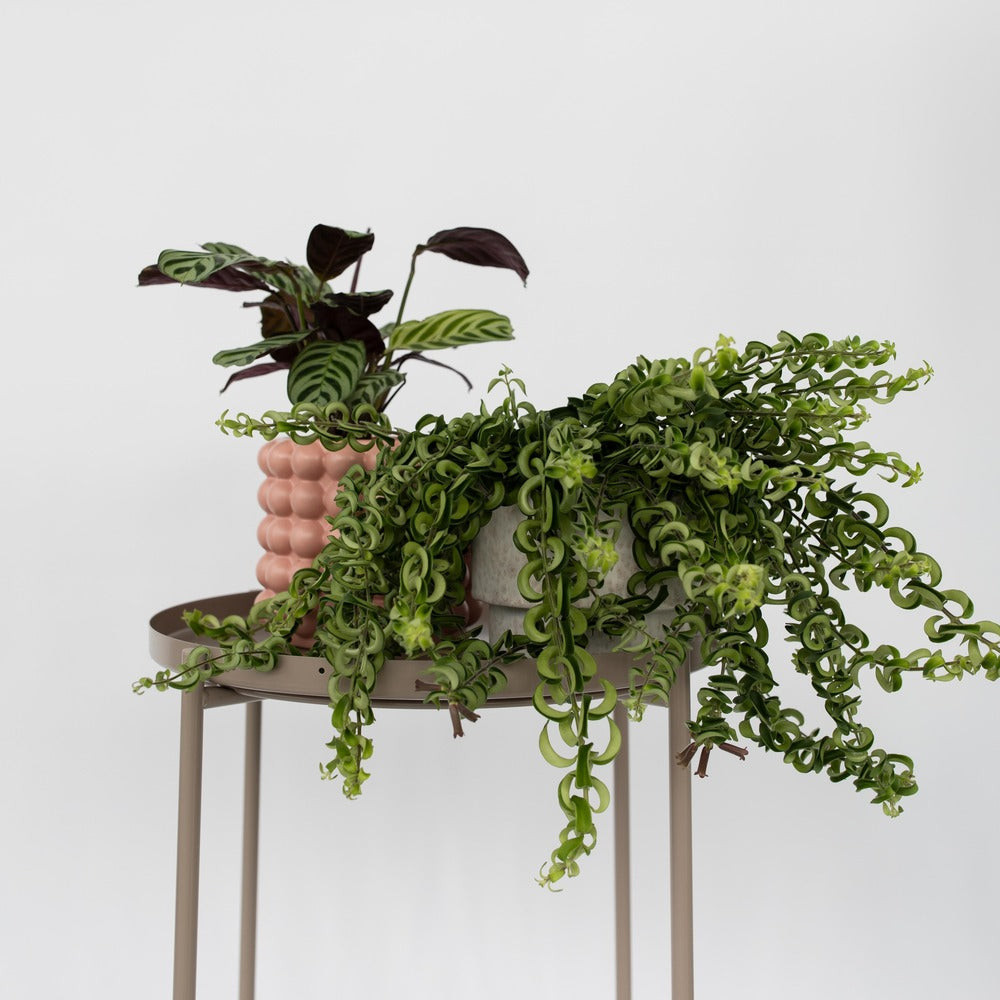  Plante Rouge à Lèvres - Set De 2 - Aeschynanthus Pulcher - H20-30cm - ⌀15cm