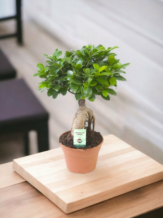  Ficus Microcarpa Ginseng 40cm - Plante D'intérieur