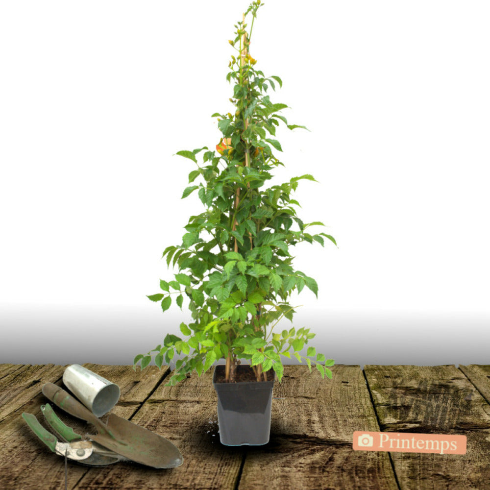  Bignone X Tagliabuana Madame Galen/[-]pot De 3l - Echelle Bambou 60/120 Cm