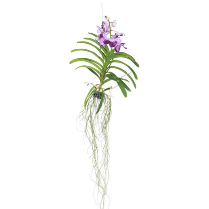  Orchidée - Vanda 'lila' - Hauteur 55-65cm
