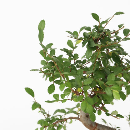  Bonsaï - Zelkova Serrata - Hauteur 20-25cm - ⌀15cm
