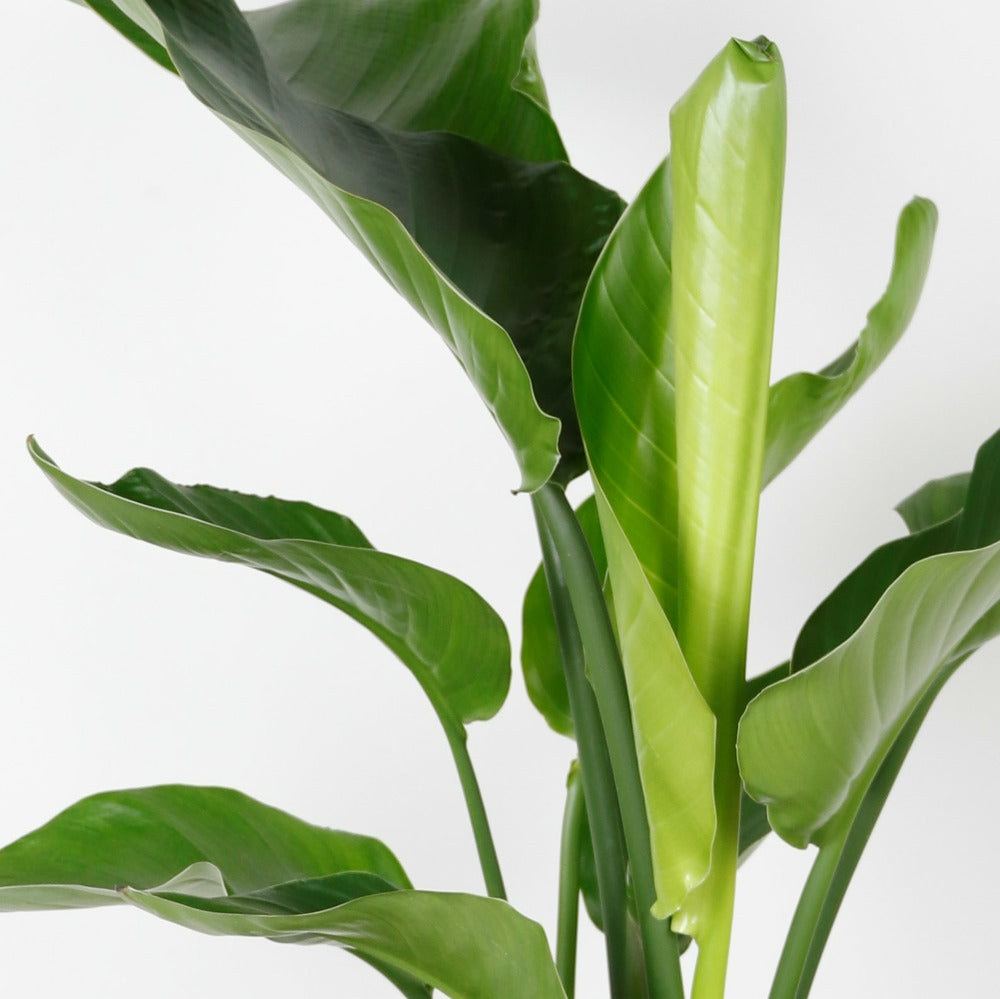  Strelitzia Nicolai - Oiseau De Paradis - 80-100 Cm De Haut - Panier En Jute 21 Cm