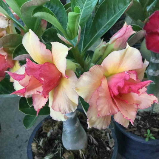  Adenium Obesum Cv.sherbetet Rouge - Caudex D'environ 300g 20/25cm