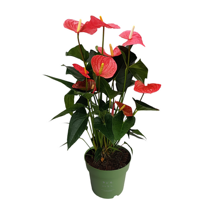  Langue De Feu - Anthurium 'maine Pink' - Hauteur 55-70cm - ø17cm