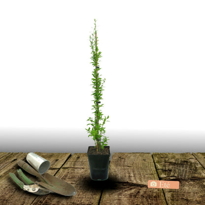  Baie De Goji Princess Tao® 'fpw03'/[-]pot De 3l - Echelle Bambou 60/120 Cm