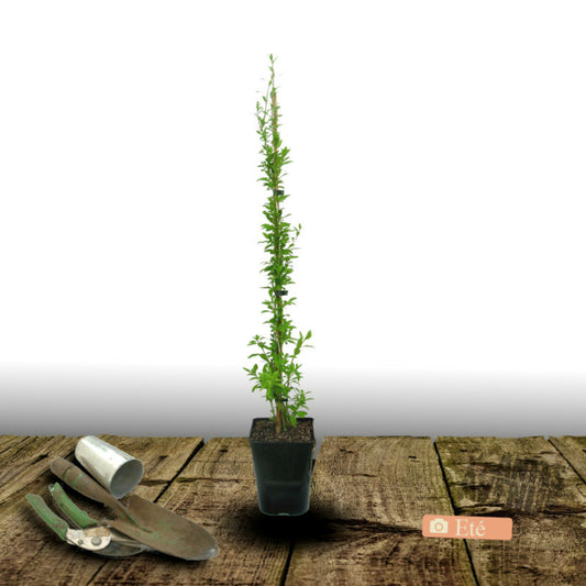  Baie De Goji Princess Tao® 'fpw03'/[-]pot De 3l - Echelle Bambou 60/120 Cm
