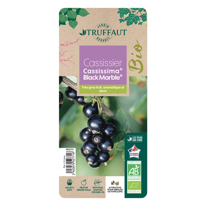 Cassis 'Black Marble'® : AB Pot 1.5L