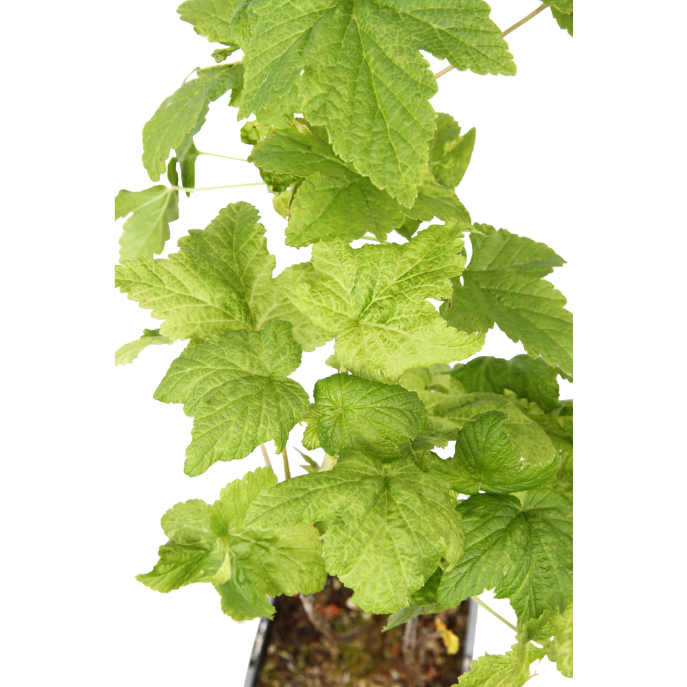  Cassis 'Black Marble'® : AB Pot 1.5L