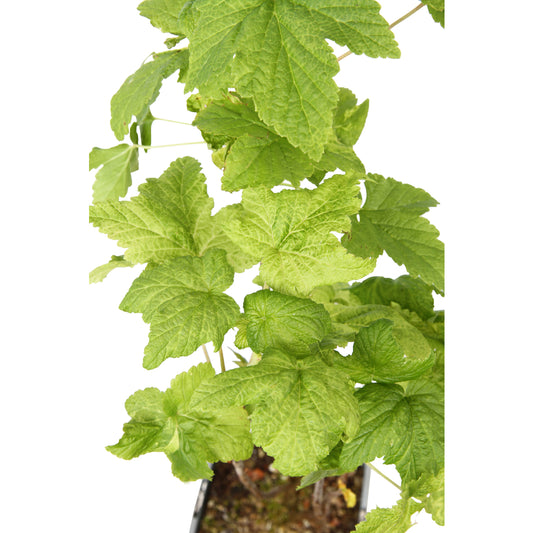  Cassis 'Black Marble'® : AB Pot 1.5L