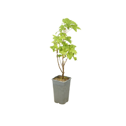  Cassis 'Black Marble'® : AB Pot 1.5L