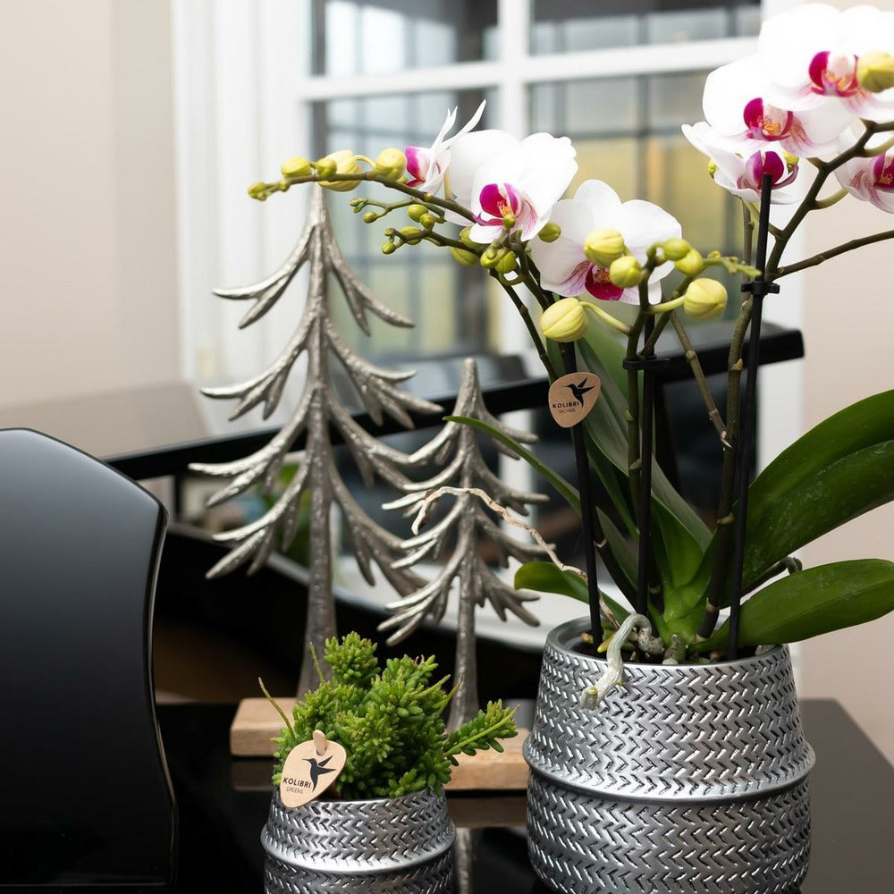  Orchidées Colibris - Orchidée Phalaenopsis Blanche - Gibraltar Minéral - Taille Du Pot 9cm