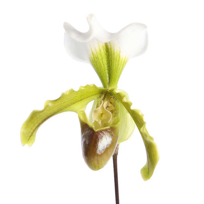  Orchidée Paphiopedilum Leanum : Pot D12x H40cm