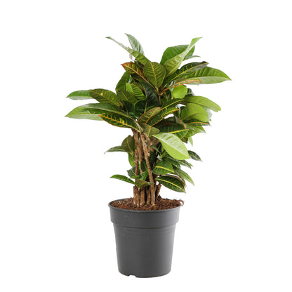  Croton Petra, Pot Ø21 Cm
