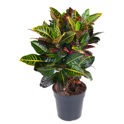  Croton Petra, Pot Ø21 Cm