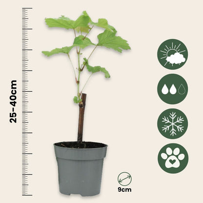  Vigne à Raisin - Set De 3 - Vitis Vinifera 'chardonnay' - Hauteur 25-40cm - ⌀9cm