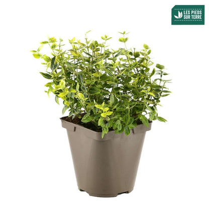  Euonymus Fortunei 'Emerald'n Gold : Pot 3L
