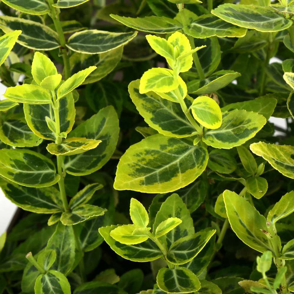  Euonymus Fortunei 'Emerald'n Gold : Pot 3L