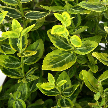  Euonymus Fortunei 'Emerald'n Gold : Pot 3L