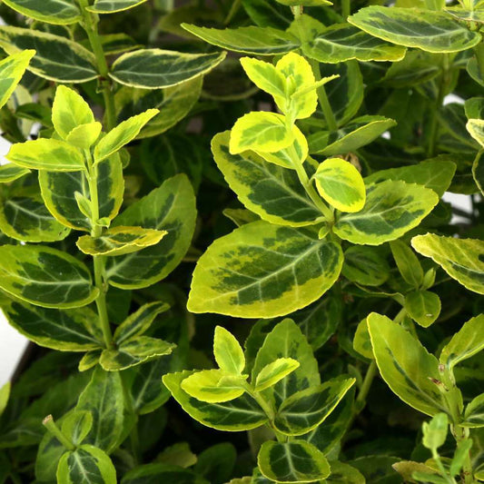  Euonymus Fortunei 'Emerald'n Gold : Pot 3L
