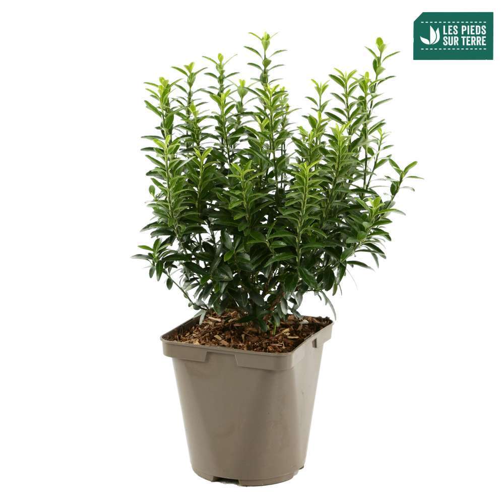  Euonymus Japonicus 'Mycrophyllus' : Pot 3L