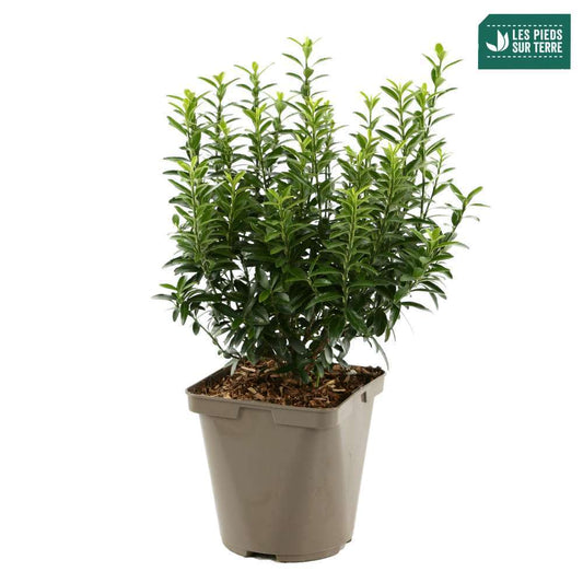  Euonymus Japonicus 'Mycrophyllus' : Pot 3L