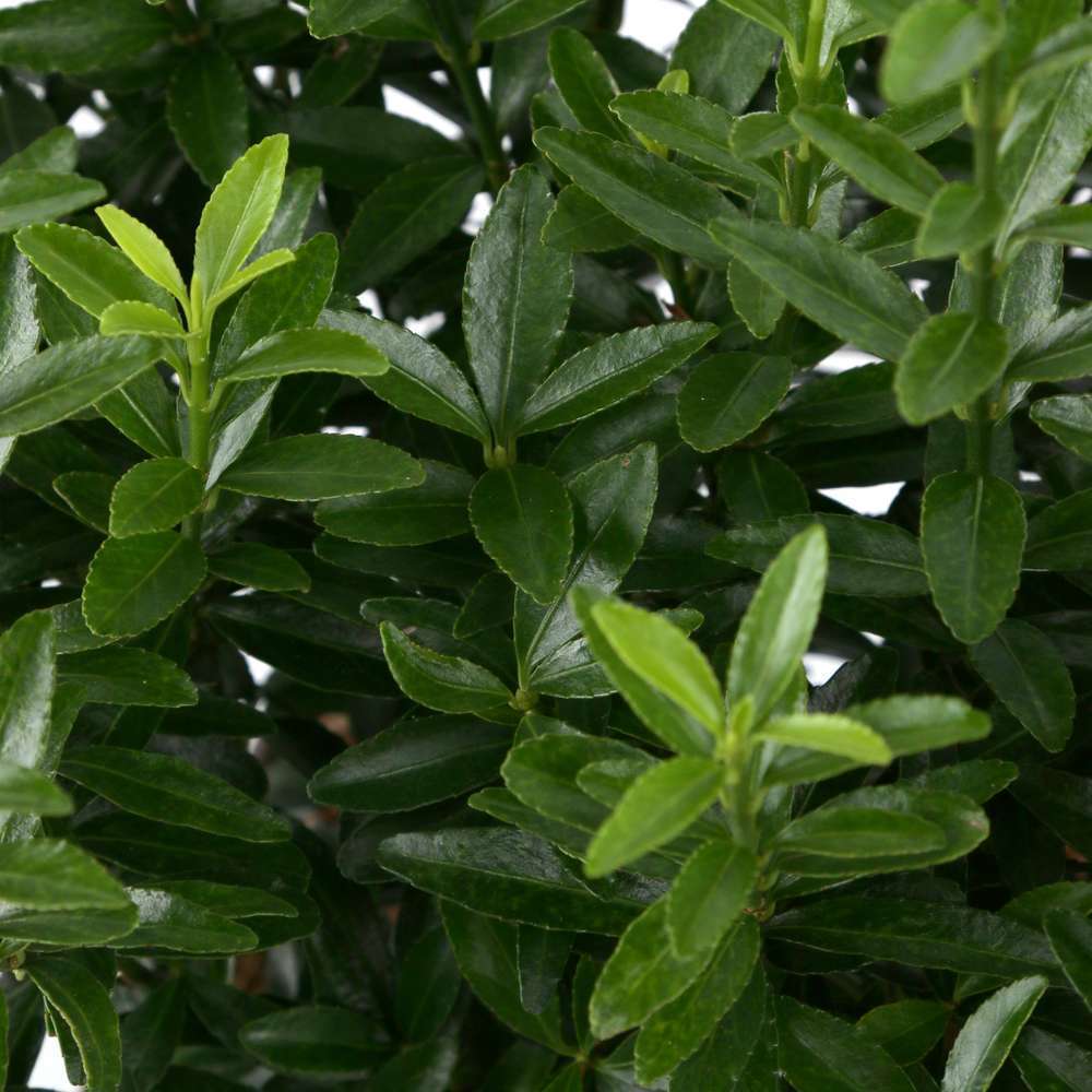  Euonymus Japonicus 'Mycrophyllus' : Pot 3L