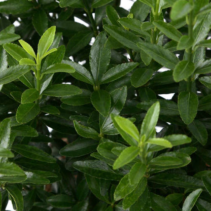  Euonymus Japonicus 'Mycrophyllus' : Pot 3L