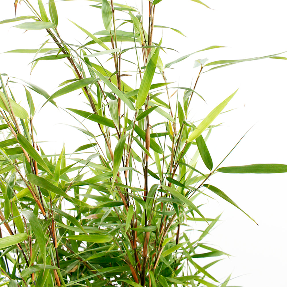  Bambou Non-traçant Fargesia 'Asian Wonder':pot 10L