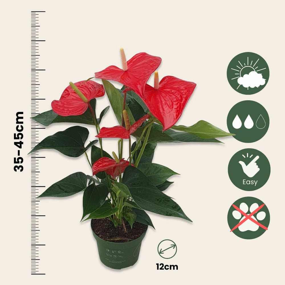  Langue De Feu - Anthurium 'royal Champion' - Hauteur 35-45cm - ø12cm