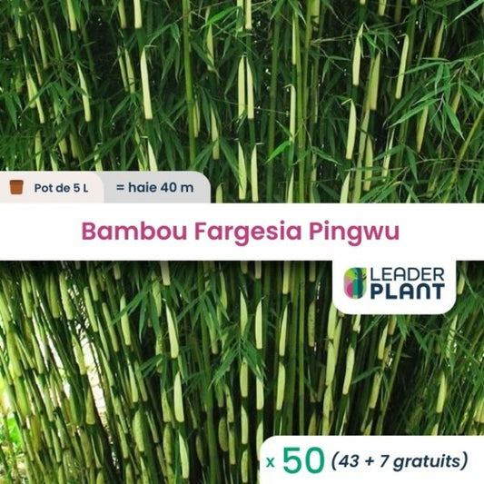  50 X Bambou Fargesia Pingwu En Pot De 5 L