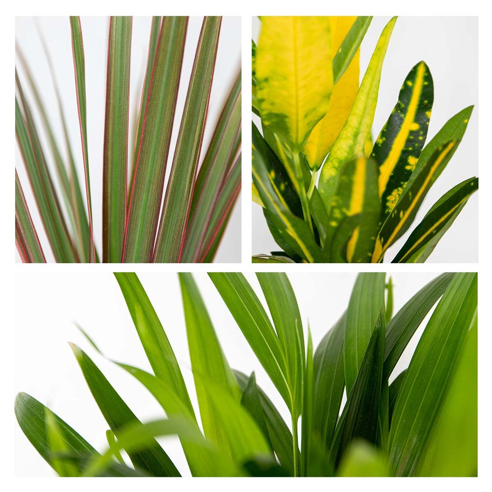  3x Mélange De Plantes Tropicales D’intérieur Avec Panier En Jute - Dépolluantes - ⌀12 Cm - 25-40 Cm