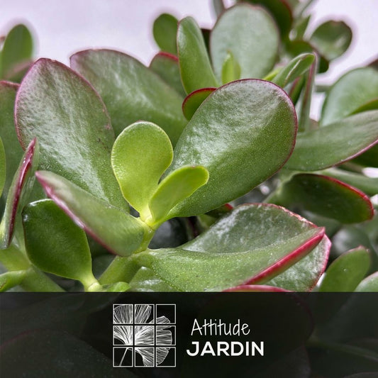  Crassula Ovata - Arbre De Jade - ↕ 35-40 Cm - ⌀ 17 Cm - Cactus Et Plantes Grasses