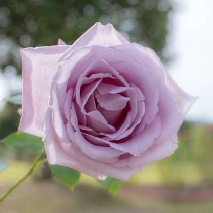  Rosier Buisson Lune Bleue - La Motte / 3+ Branches