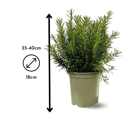  Romarin - Aromatique - ↕ 35-40 Cm - ⌀ 18 Cm - Véritables Herbes Fraîches