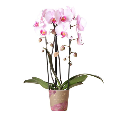  Orchidées Colibris - Orchidée Phalaenopsis Rose - Chute Du Niagara - Taille Du Pot 12cm