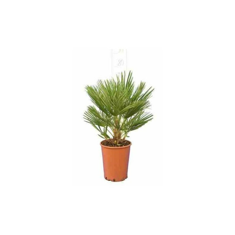  Chamaerops Humilis (palmier Doum) Pot De 375l 250/300cm