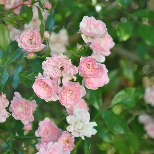  Rosier De Banks Rosea - Rosa Banksiae 3l - 60/90cm