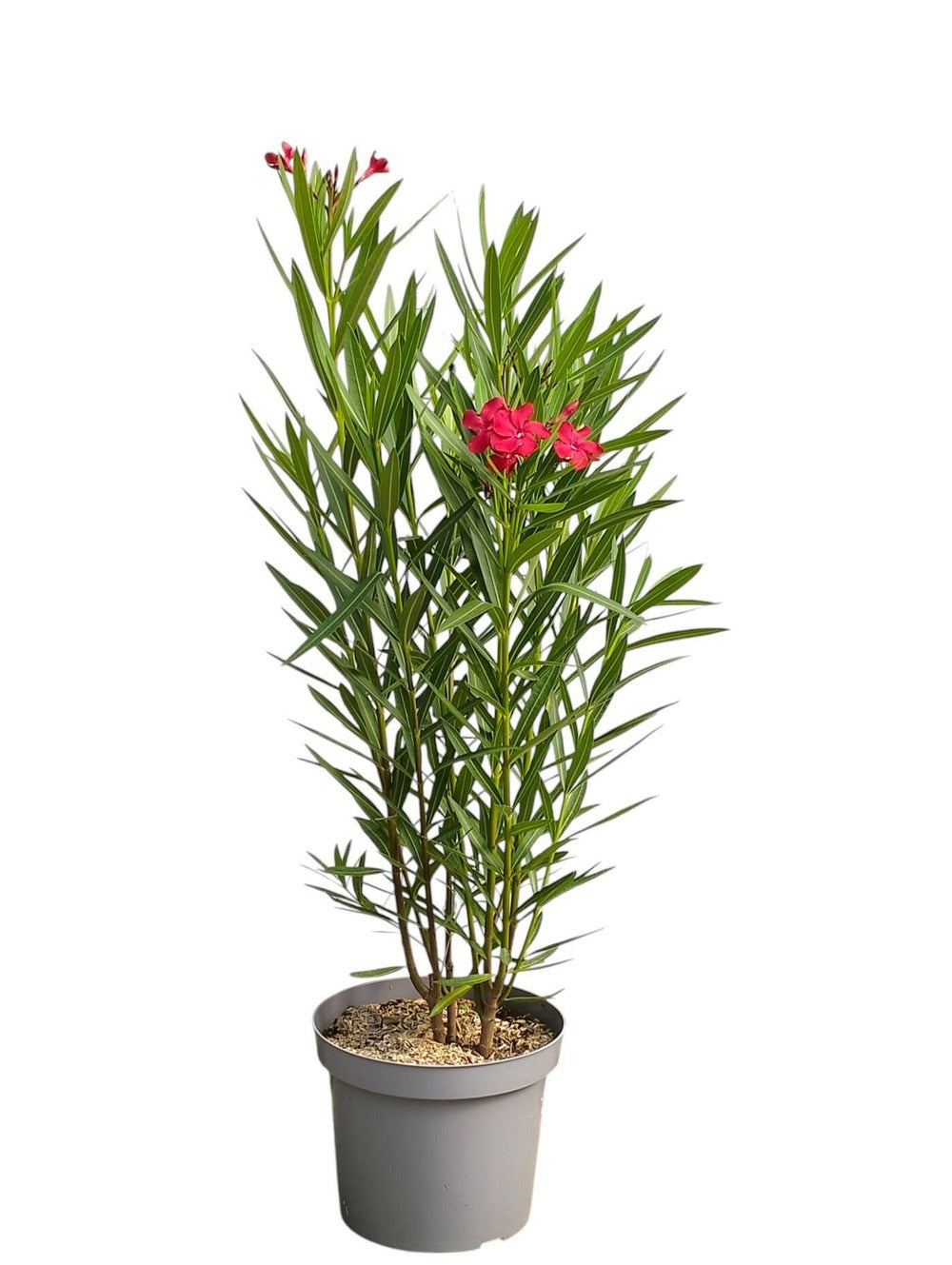  Laurier Rose 'emile Sahut' - Pot 7 L - H 100 Cm