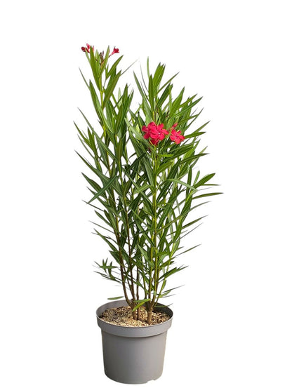  Laurier Rose 'emile Sahut' - Pot 7 L - H 100 Cm