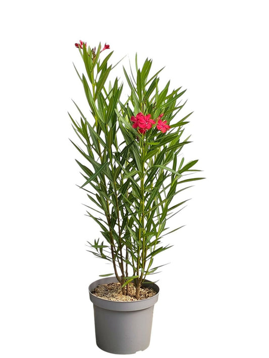  Laurier Rose 'emile Sahut' - Pot 7 L - H 100 Cm