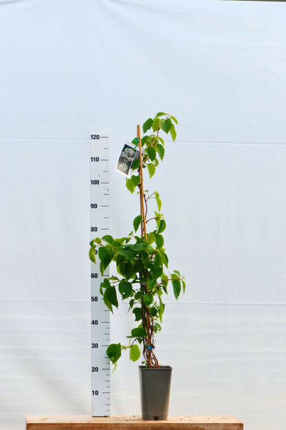  Schizophragma Hydrangeoides Snow Sensation' - En Pot De 3 Litres
