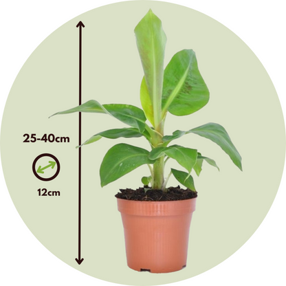 Bananaier Nain - Set De 2 - Musa 'oriental Dwarf' - Hauteur 25-40cm - ⌀12cm