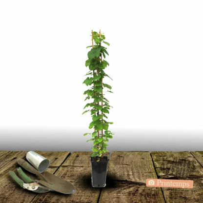  Clématite Saphyra® Violetta 'm32-10'/[-]pot De 3l - Echelle Bambou 60/120 Cm