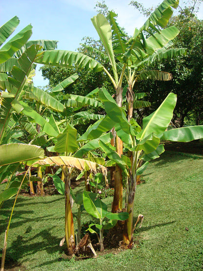 Bananier Musa Gran Nain Pot De 15 Litres ? 140/160 Cm