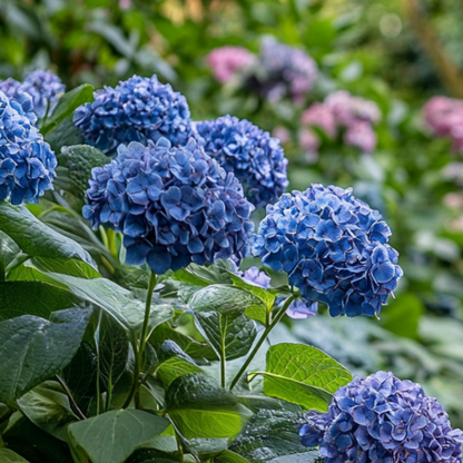  Hortensia - Set De 2 - Hydrangea Serrata 'summerglow' - Hauteur 25-40cm - ⌀19cm