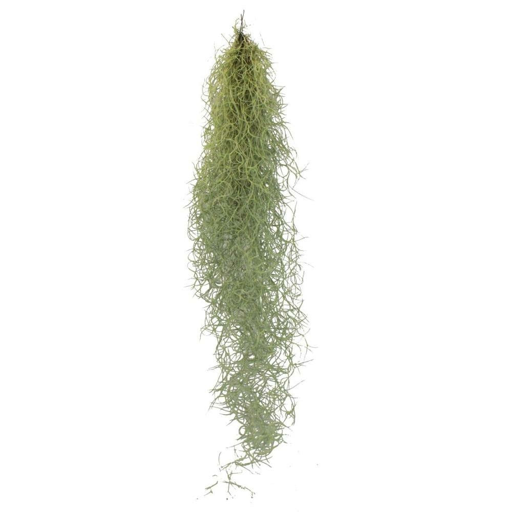  Coeur Exotique - Cheveux De Fée - Mousse De Louisiane - Tillandsia Usneoides - Environ 30-40cm De Long - Facile à Entretenir