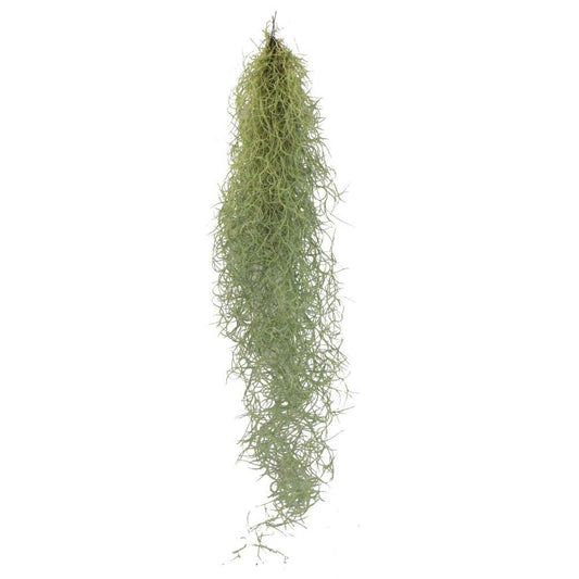  Coeur Exotique - Cheveux De Fée - Mousse De Louisiane - Tillandsia Usneoides - Environ 30-40cm De Long - Facile à Entretenir