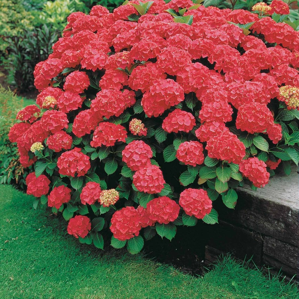  Hortensia Rouge - Le Pot / ø 9cm